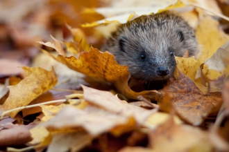 Hedgehog in autumn leaves Credit Tom Marshall
