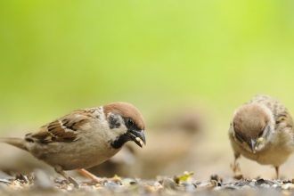 Tree Sparrow Credit Fergus Gill 2020Vision Wildnet