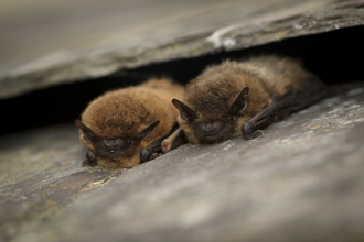 Two common pipistrelle bats lie on a roof together