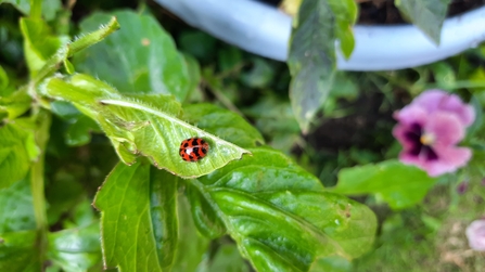 Ladybird on green leaves