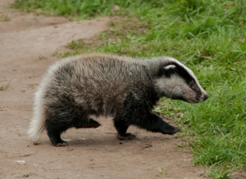 Badger cub credit Steven Cheshire